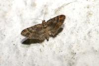 Gymnoscelis rufifasciata