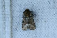Oligia strigilis/versicolor