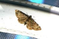 Pasiphila chloerata