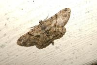 Peribatodes rhomboidaria rhomboidaria