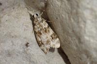 Eudonia delunella