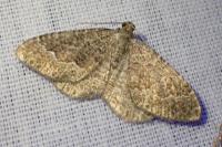 Cataclysme riguata