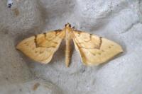 Gandaritis pyraliata