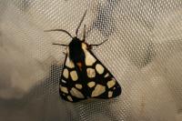 Arctia villica