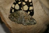 Cleorodes lichenaria