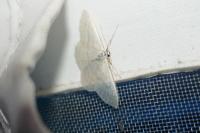 Idaea subsericeata