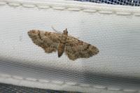Gymnoscelis rufifasciata