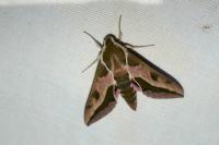 Hyles euphorbiae