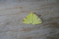 Opisthograptis luteolata