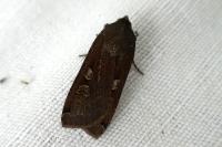 Noctua pronuba