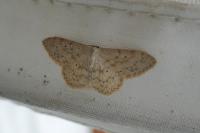 Scopula marginepunctata