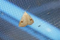 Rivula sericealis