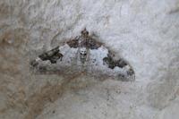 Xanthorhoe fluctuata