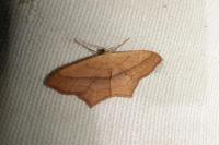 Scopula imitaria