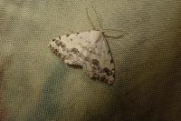 Scopula decorata