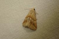 Eublemma parva