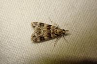 Eudonia mercurella