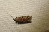 Ephestia woodiella/parasitella/elutella