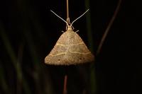 Perigune narbonea