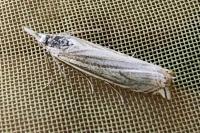 Crambus lathoniellus