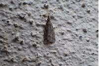 Eudonia pallida