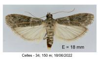 Cadra furcatella
