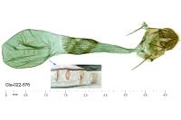 Cadra furcatella