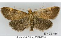 Hypsopygia glaucinalis