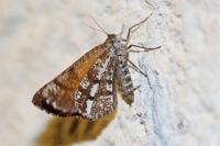 Bupalus piniaria