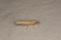Pediasia contaminella