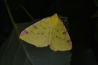 Opisthograptis luteolata