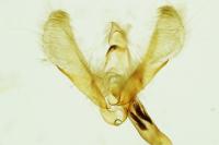 Scoparia basistrigalis