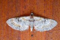 Eupithecia pyreneata