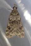 Eudonia murana