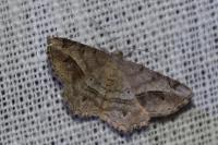 Chiasmia aestimaria