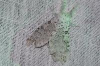 Cerura vinula