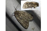 Acronicta auricoma