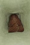 Hoplodrina octogenaria/blanda