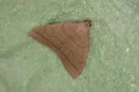 Herminia tarsipennalis