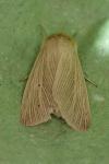 Mythimna pallens
