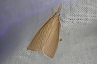 Sclerocona acutella