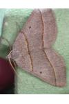 Scotopteryx luridata/mucronata