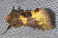 Diachrysia chrysitis