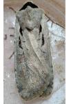 Dichagyris flammatra