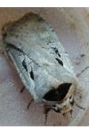 Dichagyris flammatra