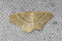 Idaea deversaria