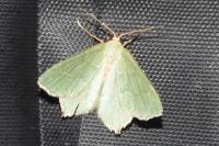 Hemithea aestivaria