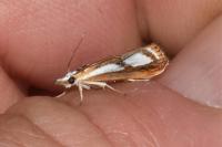 Catoptria gr. permutatellus