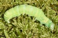 Orthosia cerasi