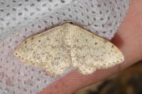 Scopula marginepunctata